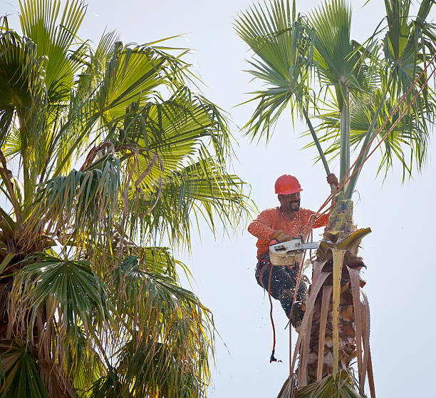 Best Commercial Tree Services  in Scanlon, MN